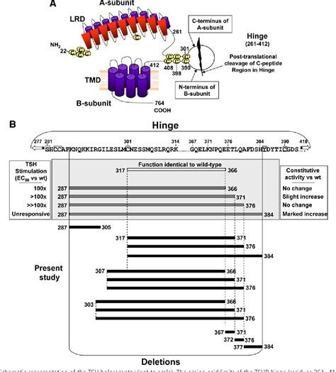 Figure From Relationship Between Thyrotropin Receptor Hinge Region