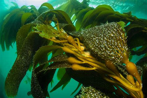 Giant Kelp Facts And Health Benefits