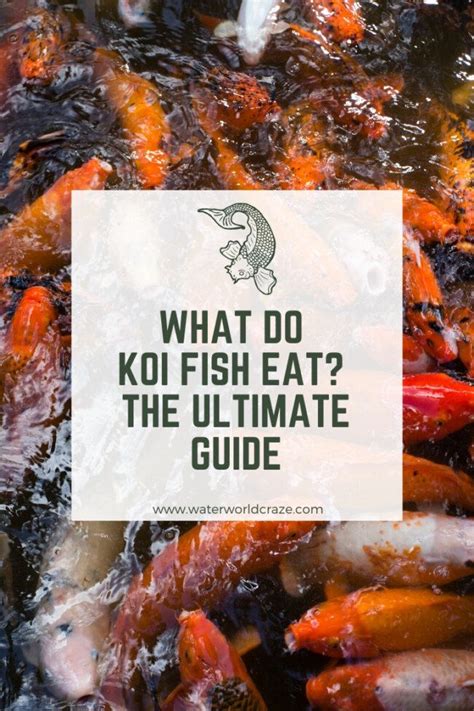 What Do Koi Fish Eat The Ultimate Guide Waterworld Craze Koi Fish