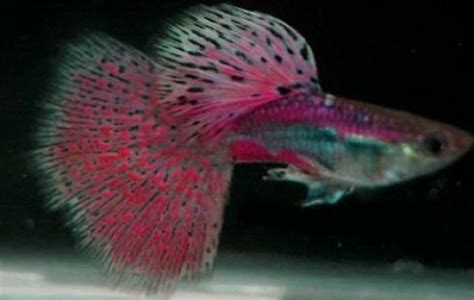 Pink Grass Guppy - Fancy Guppies - Poecilia reticulata | Tank Facts