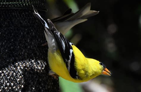 Proven Tips On How To Attract Finches To Your Yard