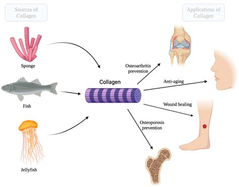 Collagen For Cartilage Regeneration – UKOBBQ