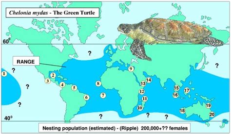 All About Green Turtles Fun Facts And Faq Diving Liveaboard In