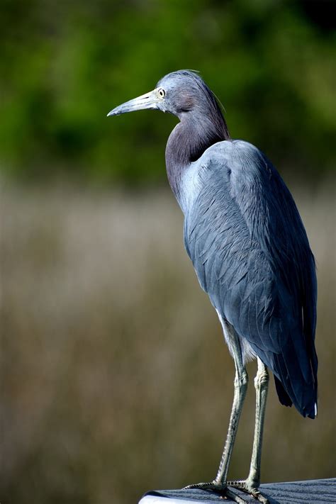 Blue Egret Wildlife Nature - Free photo on Pixabay - Pixabay