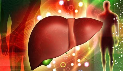 Liver Detoxification Pathways Ask The Scientists