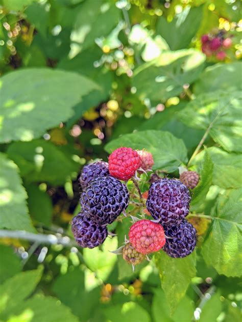 Picking Sweet Raspberries At The Farm The Martha Stewart Blog