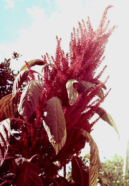 Amaranthus A Hunter Who The Goddess Artemis Revived As A Flower