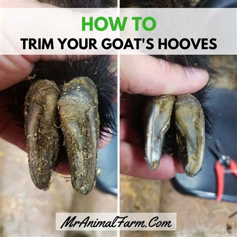 How To Trim Pig Hooves : Goat Hoof Trimming Made Easy | Goat hoof trimming, Goat ... - Know how ...