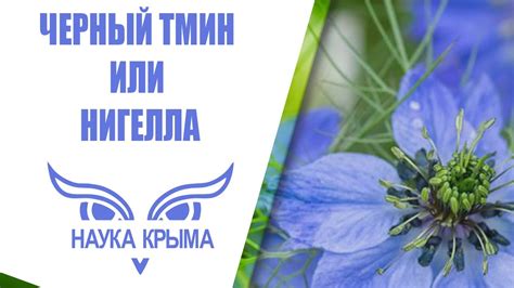 ЧЕРНЫЙ ТМИН ИЛИ НИГЕЛЛА - YouTube