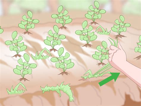 What Type Of Soil To Use For Strawberries at Joshua Bidwell blog