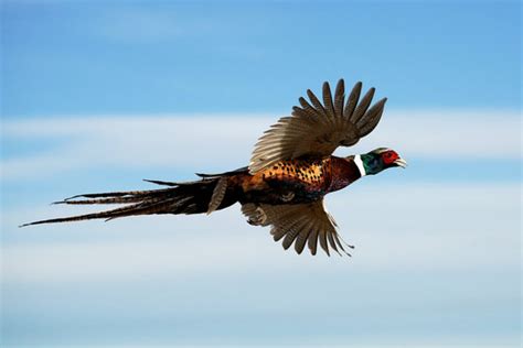 Pheasant In Flight