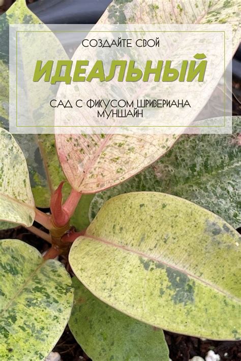 Создайте свой идеальный сад с фикусом Шривериана Муншайн