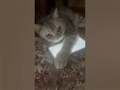 коты. игра мышь. cats - YouTube
