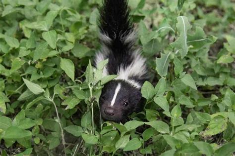 How to Get Rid of a Skunk in Your Yard: Pest Control