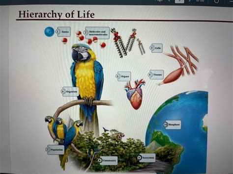 Biology Exam 1 Flashcards Quizlet