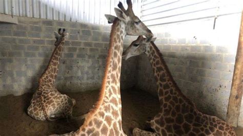 Mortes De Girafas No Rio Est O Ligadas A Maior Caso De Tr Fico De