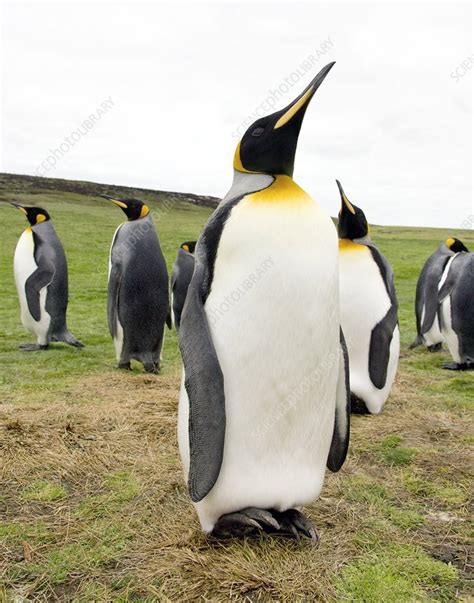 King penguins - Stock Image - Z808/0253 - Science Photo Library