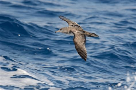 Pink Footed Shearwater Audubon Field Guide