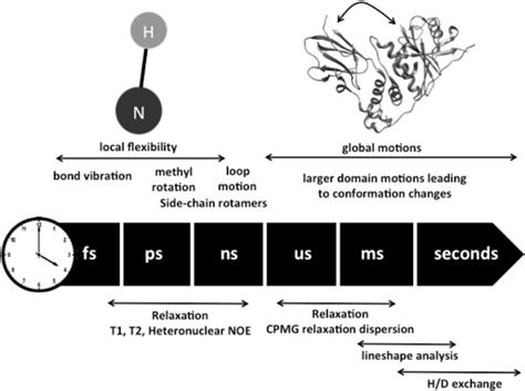 Different Protein Dynamics And Time Scales Accessible To Nmr