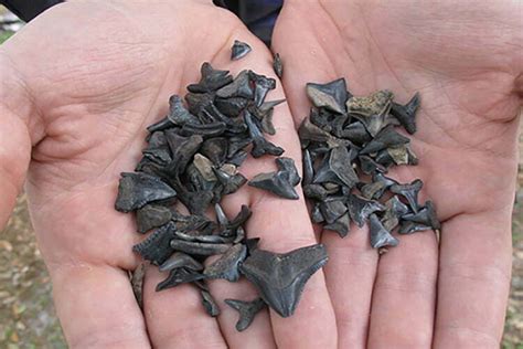 THE BEST Method To Find Shark Teeth On The Beach!!, 59% OFF