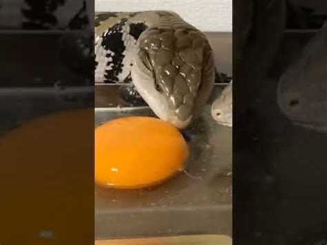 Snake Vs Egg Yolk Snake Shorts Youtube