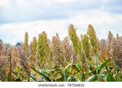 68 Sorghum silage Images, Stock Photos & Vectors | Shutterstock