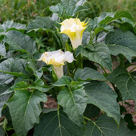 datura seeds
