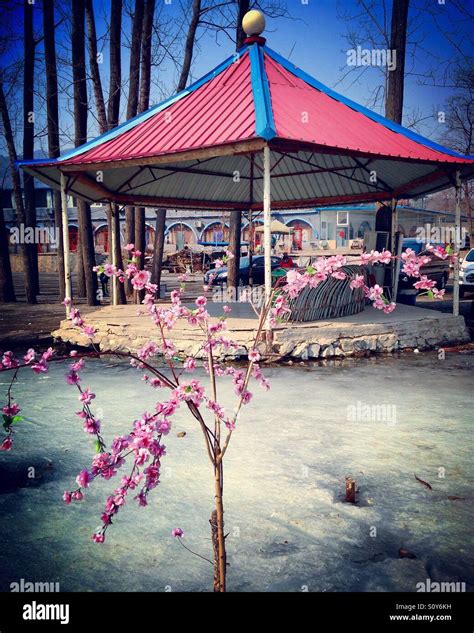 Young cherry blossom tree growing from the frozen ground in Beijing ...