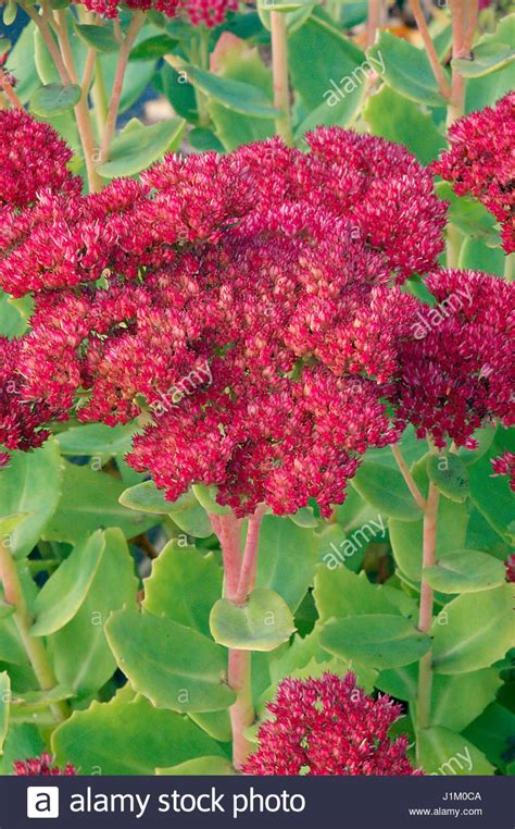 Sedum Spectabile Syn Hylotelephium Spectabile Stock Photo Royalty