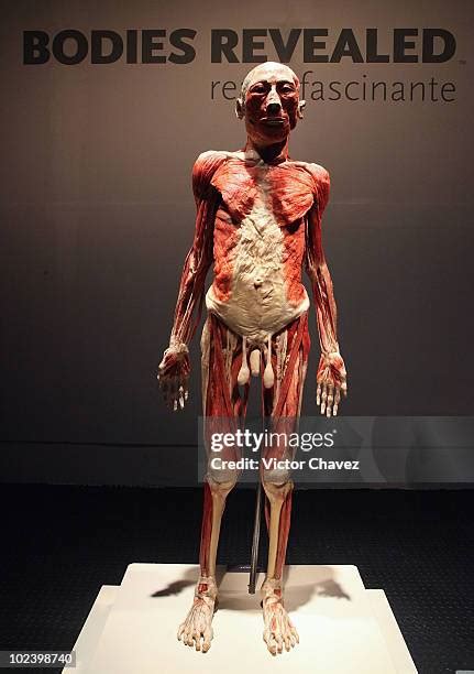 55 Bodies Revealed Fascinating Real Stock Photos, High-Res Pictures ...