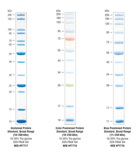 Protein Standards Neb