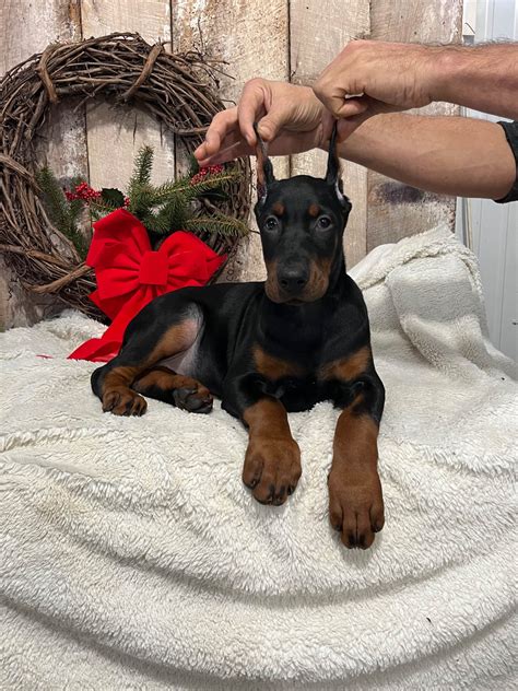 Doberman Pinscher Puppies For Sale In Ohio
