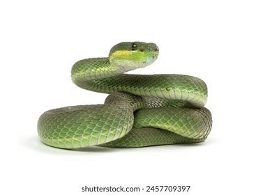 208 Trimeresurus Insularis Closeup On Isolated Background Indonesian ...