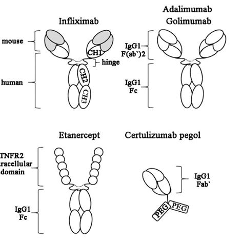 Structure of TNF-a inhibitors. Infliximab is a mouse/human chimeric ...