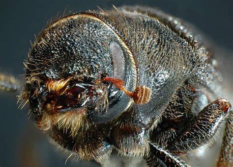 Mountain Pine Beetle Genome Decoded