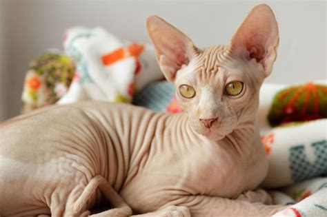 Premium Photo Beautiful Cat Breed Canadian Sphynx Naked Cat