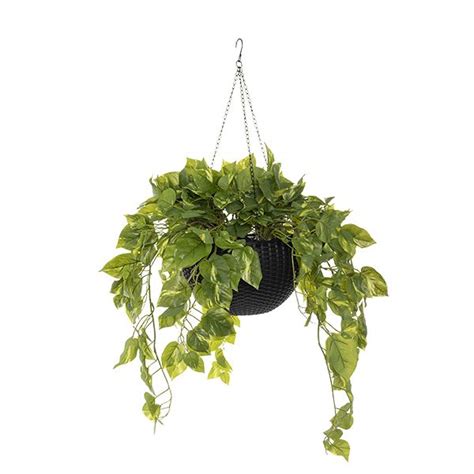 Hanging plant, pothos | Hanging plants, Artificial hanging plants ...