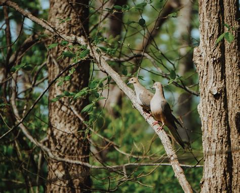3 Dove Hunting Hacks to Try This Season - Project Upland