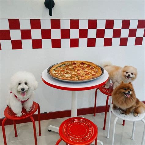 hangout sama anabul   cafe pet friendly  tangerang nibble