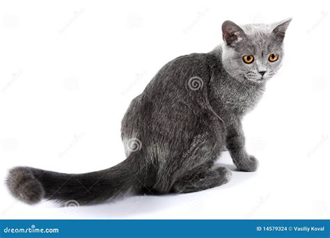 British kitten stock photo. Image of british, looking - 14579324
