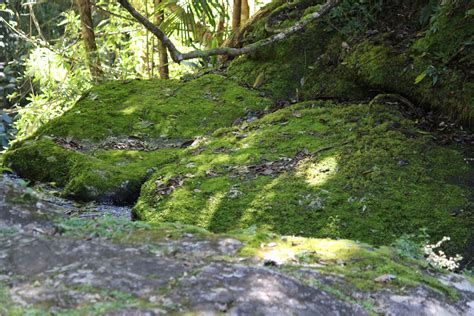 Mossy rock/forest by xxMysteryStockxx on DeviantArt