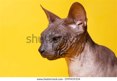 Cat Breed Sphinx Naked Cat Kitten Stock Photo Shutterstock
