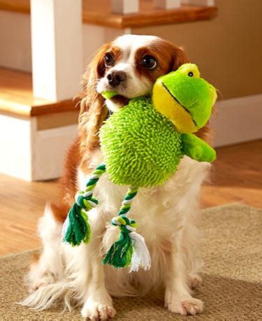 Top Dog Toys, Treats & Training Supplies for National Dog Day