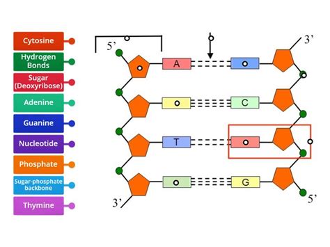 Structure of DNA - Labelled diagram