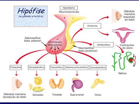 Sistema endócrino Biologia A ciência da vida