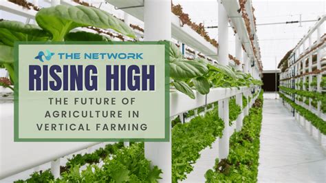 Rising High The Future Of Agriculture In Vertical Farming The Network