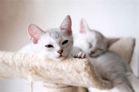 how long for a kitten to open its eyes