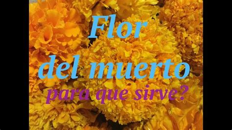 Flor Del Muerto Para Que Sirve Muerto Flores Comestibles Servir