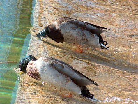 Free fishing ducks Stock Photo - FreeImages.com