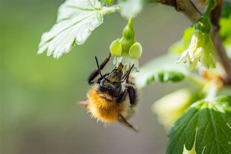 EU bans bee-harming pesticides, California's human-powered gym - The